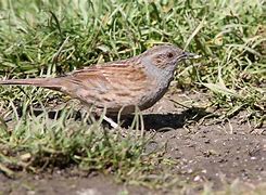 Image result for Dunnock