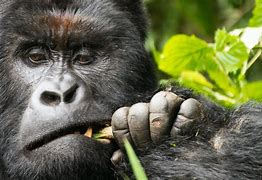 Image result for Congo Gorilla