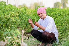 Image result for Chilli Farming