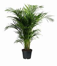 Image result for Palmera Plant Pic