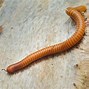 Image result for Millipede Species