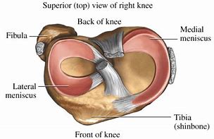 Image result for Knee Joint Meniscus