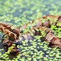 Image result for Venomous Pit Viper