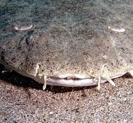 Image result for Angel Shark Species