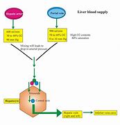 Image result for Liver Blood