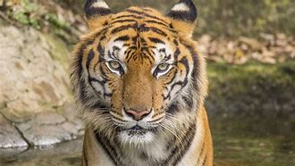 Image result for Scary Tiger Images