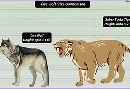 Image result for Aelurodon vs Dire Wolf