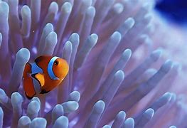 Image result for Coral Reef Fish