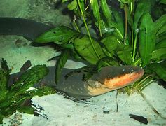 Image result for Electric Eel Eating