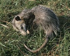 Image result for Black Opossum OC