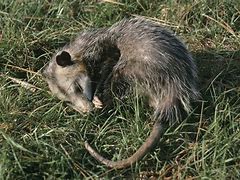 Image result for Black Opossum