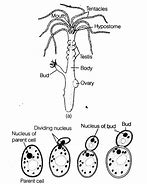 Image result for Yeast Cell Drawing