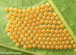 Image result for Box Moth Eggs