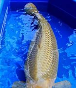 Image result for Brown Koi Fish