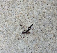 Image result for Tiny Black Worms In-House