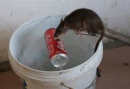 Image result for Rat Trap Bottle