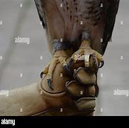 Image result for Hawk Talons around a Volleyball