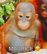 Image result for Maurice Monkey