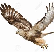 Image result for Hawk Cut Out