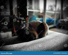 Image result for Black Cat Small On Couch