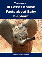 Image result for Baby Elephant Facts