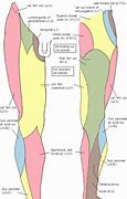 Image result for L5 Nerve Function