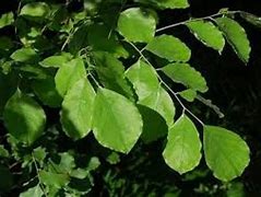 Image result for Eeti Wood