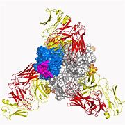 Image result for Swine Flu Virus Structure