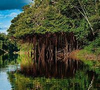 Image result for La Selva Amazonica