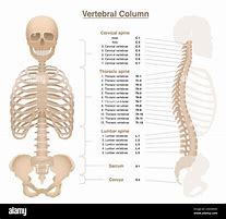 Image result for Spine Numbers Chart