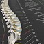 Image result for Spinal Nerve Innervation Chart