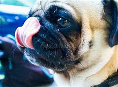 Image result for Pug Black Orange Eyes