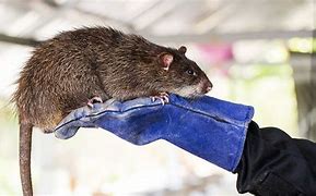 Image result for Gros Rat