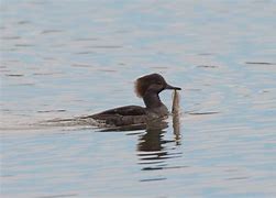 Image result for Immature Male Hooded Merganser