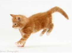 Image result for Kitten Running