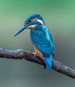 Image result for Kingfisher Blue Colour