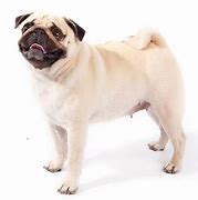 Image result for Tipos De Pug