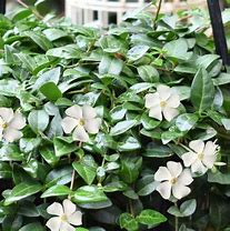 Image result for Vinca Garden