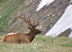 Image result for Tundra Fauna