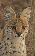 Image result for Serval Cat Photos