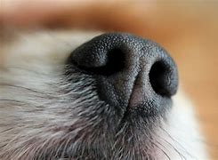 Image result for Dog Nose Dry