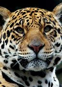 Image result for Were-Jaguar