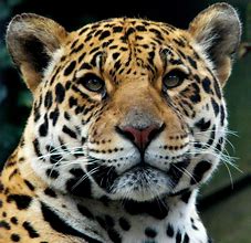 Image result for Jaguar Mythology