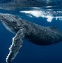 Image result for Ocean Mammals Animals