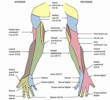 Image result for Concept Map Forearm