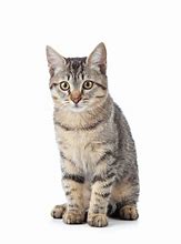 Image result for Cat with Fairy Wings White Background