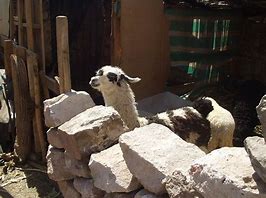 Image result for Farm Animals Lama