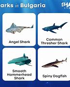 Image result for Black Shark Deep Water