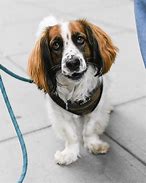 Image result for Basset Spaniel Mix