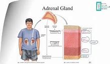 Image result for Adrenal Physiology